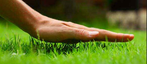 Tips for a great looking green lawn